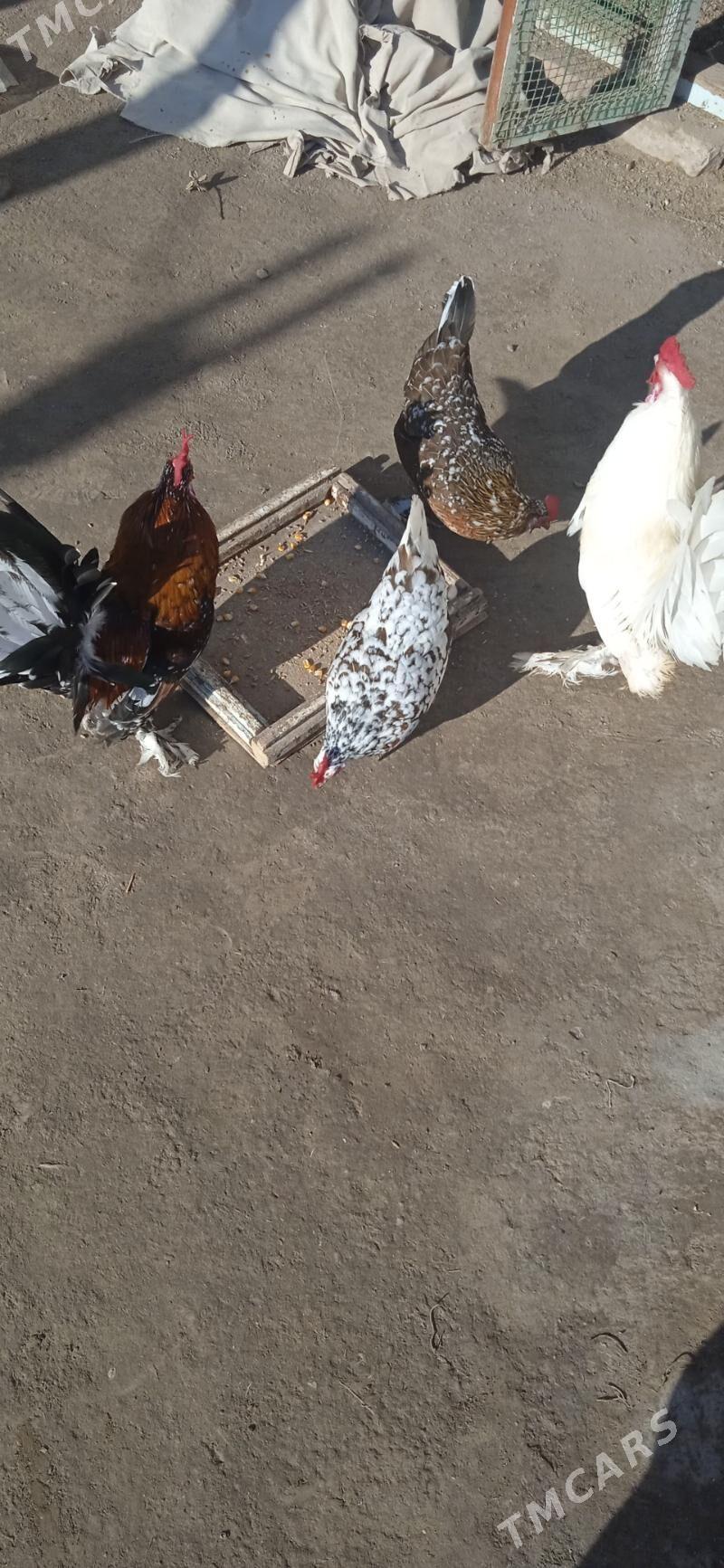 yaponcikler - Çärjew - img 1