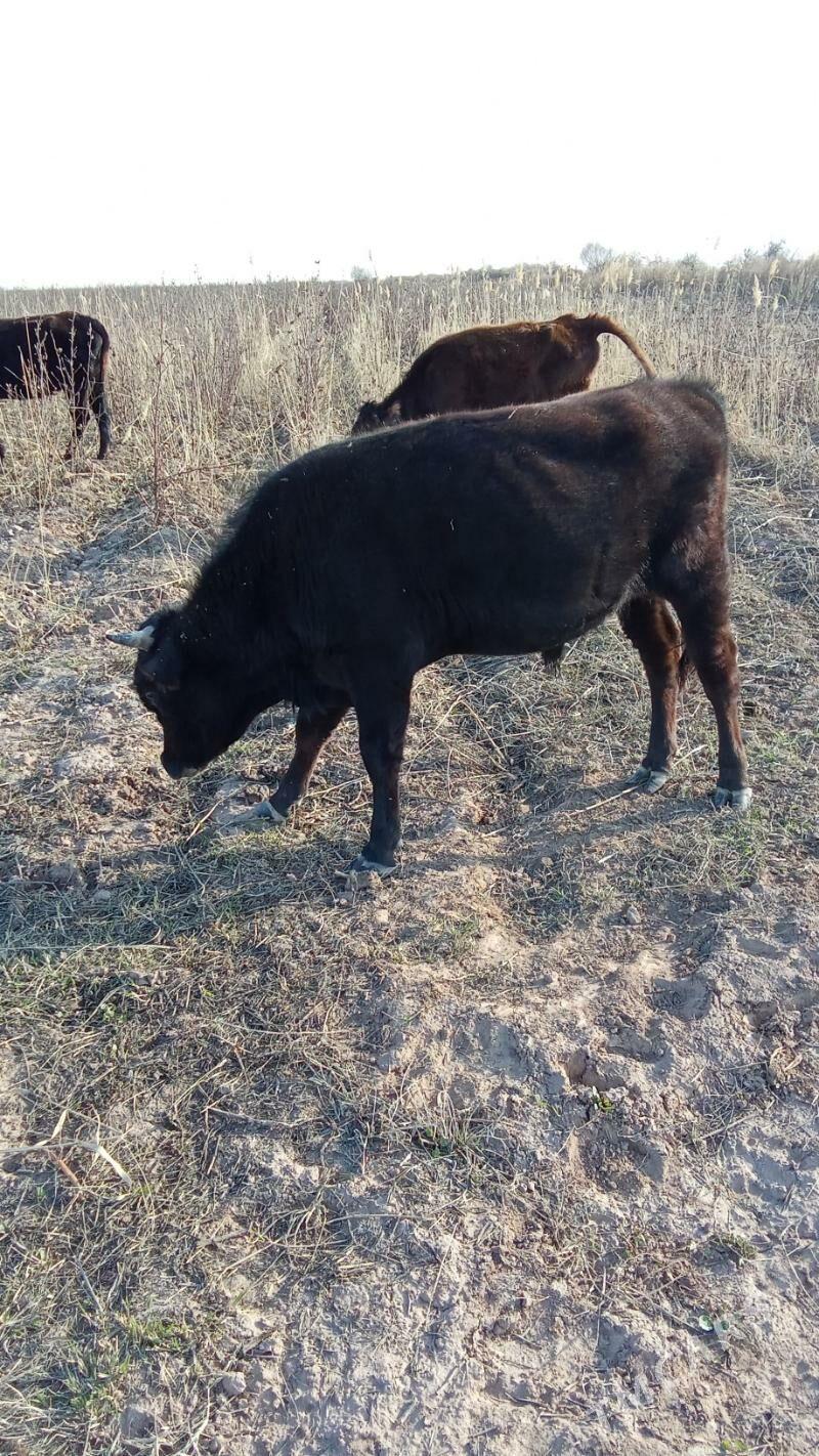 öküz - Бабадайхан - img 1