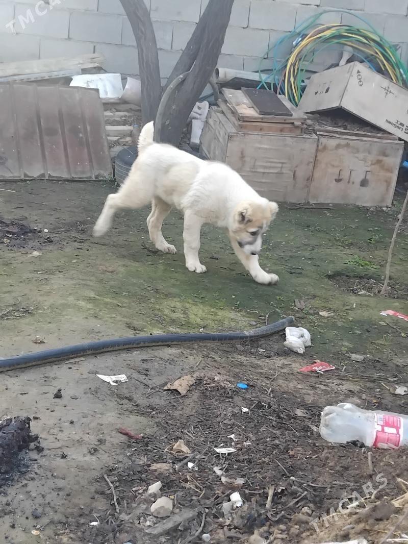 basar - Бузмеин - img 1