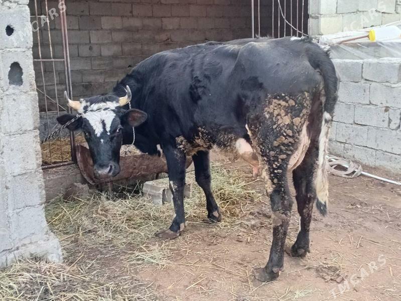 goleli sygyr - Gökdepe - img 1