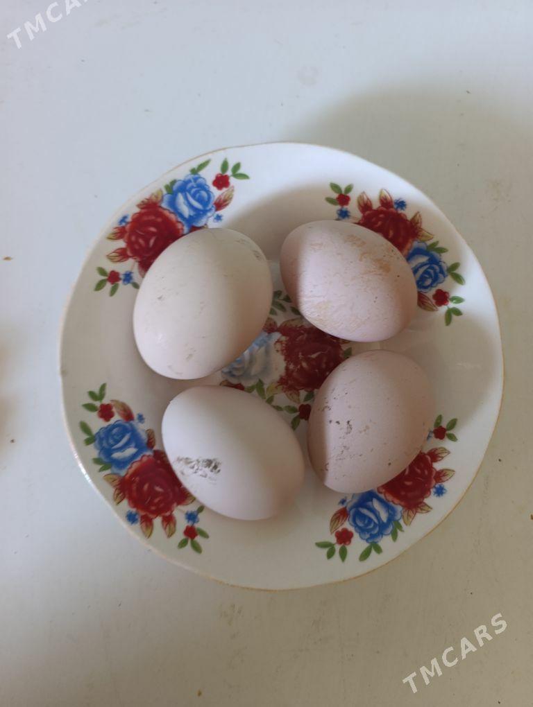 Gigant towugyn yumurtgasy - Sakar - img 1