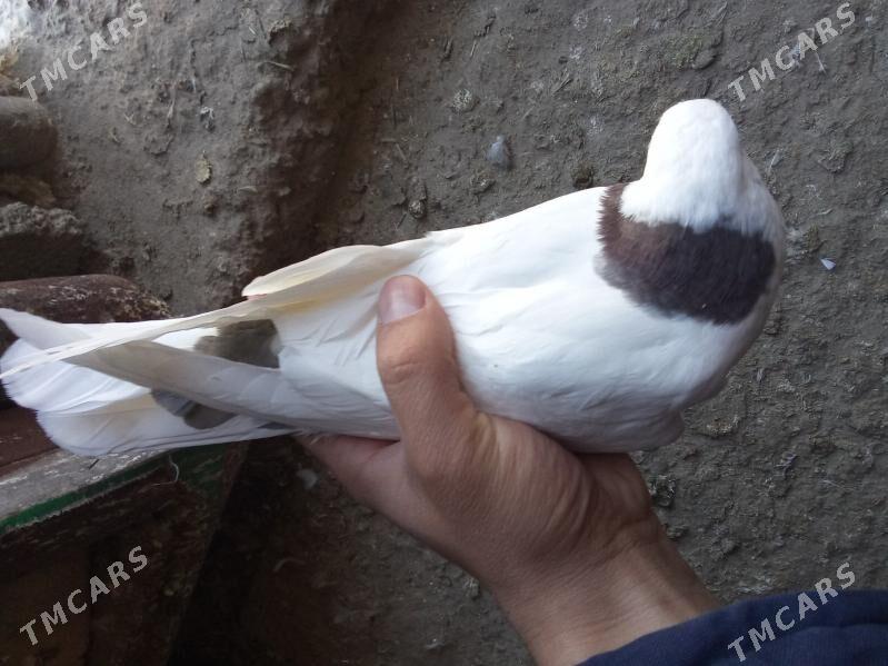 kepderi - Gyzylarbat - img 1