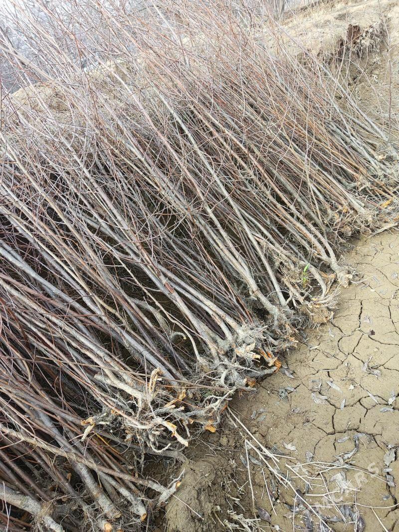 ciye - Gubadag - img 1