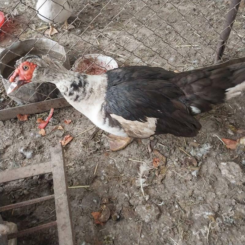 induwtka gaz horaz - Теджен - img 1