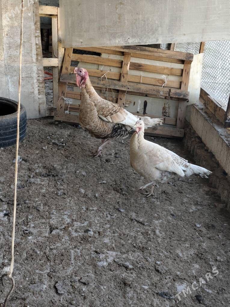 induk - Ашхабад - img 1