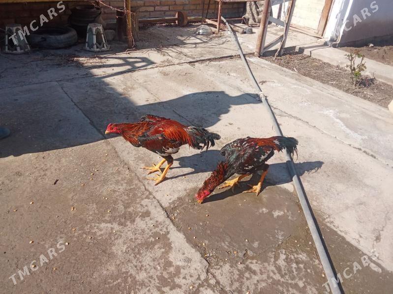 Horaz baýsowy - Türkmenabat - img 1