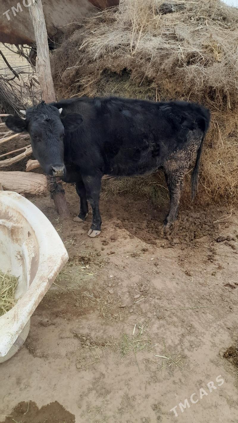 tüwe - Babadaýhan - img 1