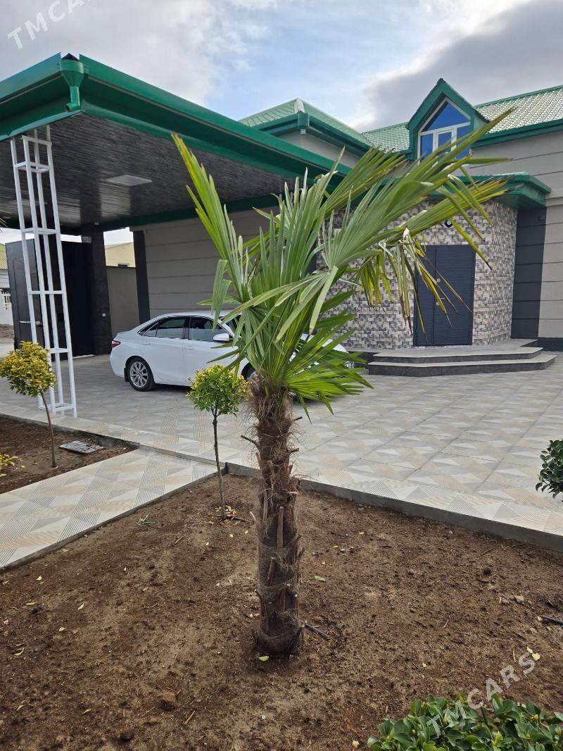 Eÿesinden plan jaÿ monsarda - Багир - img 1