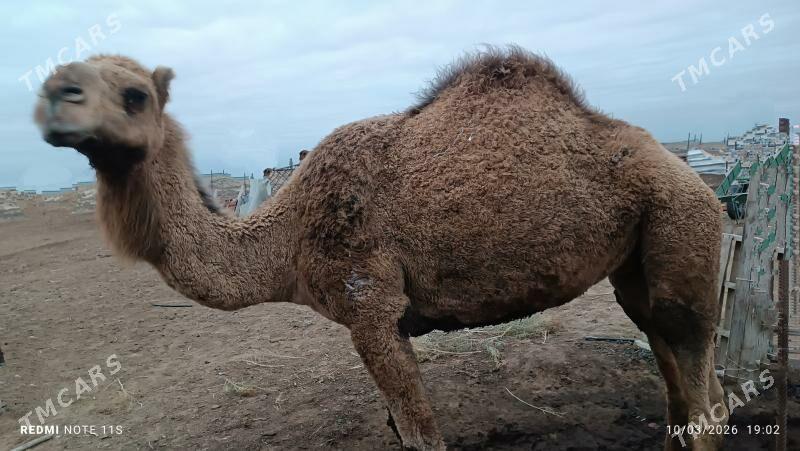 Duye bakyly - Ак-Бугдайский этрап - img 1