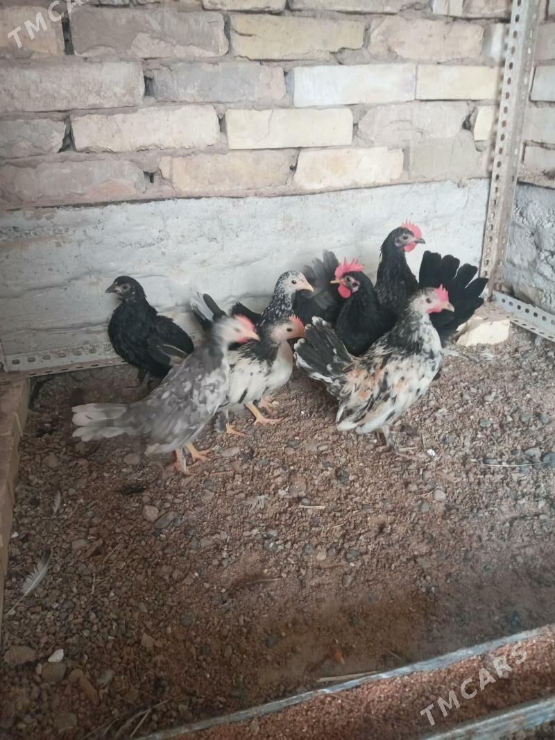 karlik - Mary - img 1