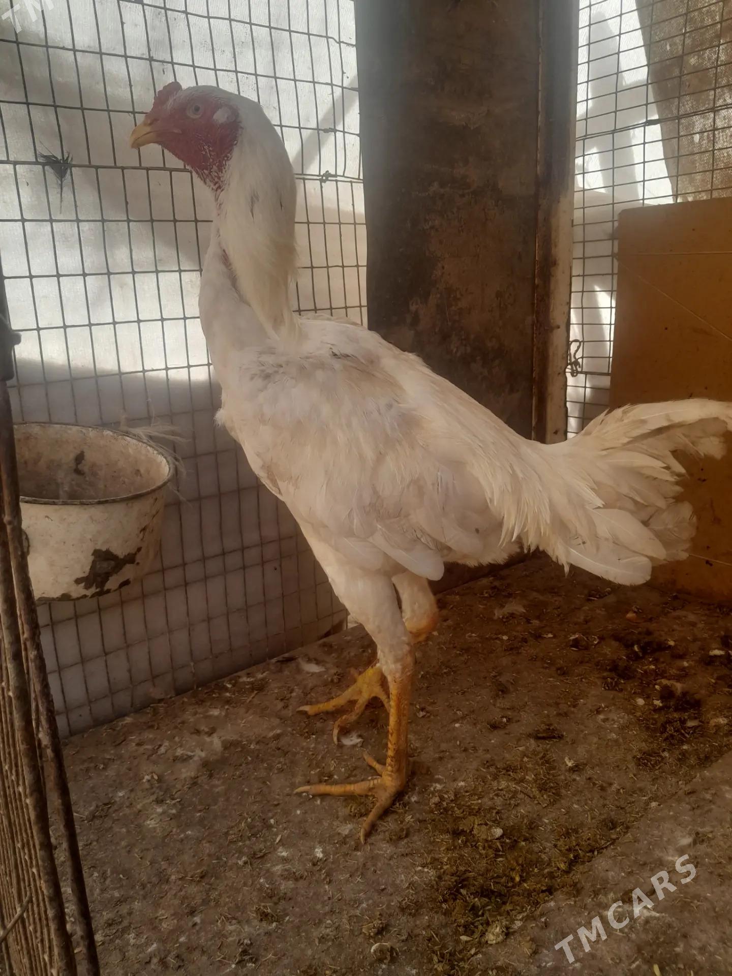 Ak baysy juyje - Saýat - img 1