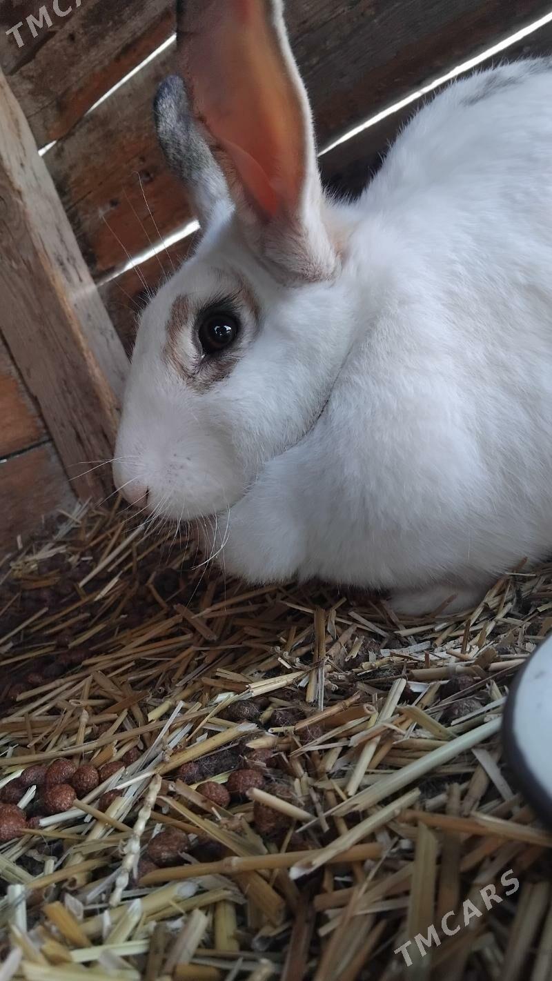 Welikan  towşan - Gökdepe - img 1