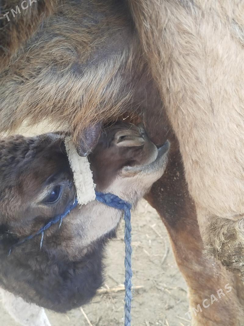 Köşekli Düýe - Гёкдепе - img 1