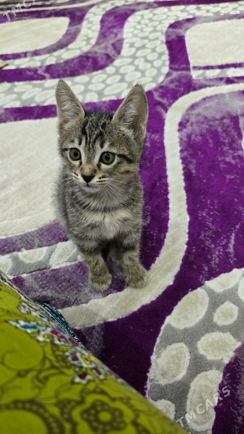 pisijek - Mary - img 1