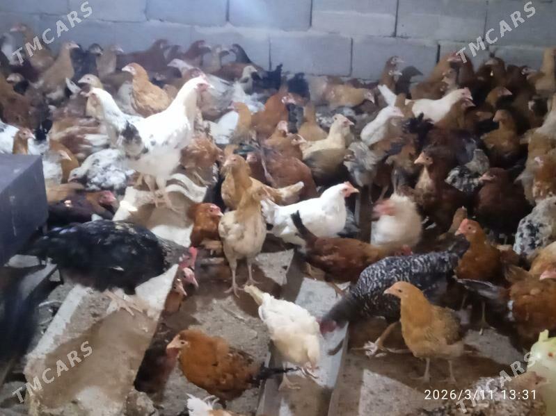 towuk - Änew - img 1