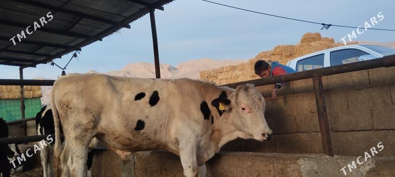 окиз - Balkanabat - img 1