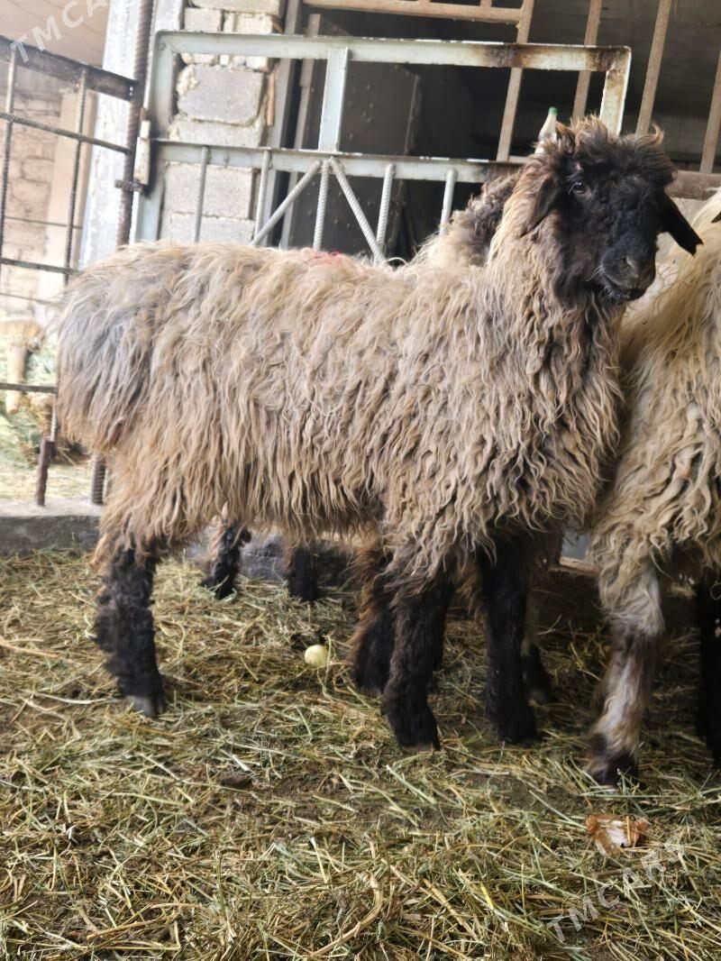 Goyun - Büzmeýin - img 1