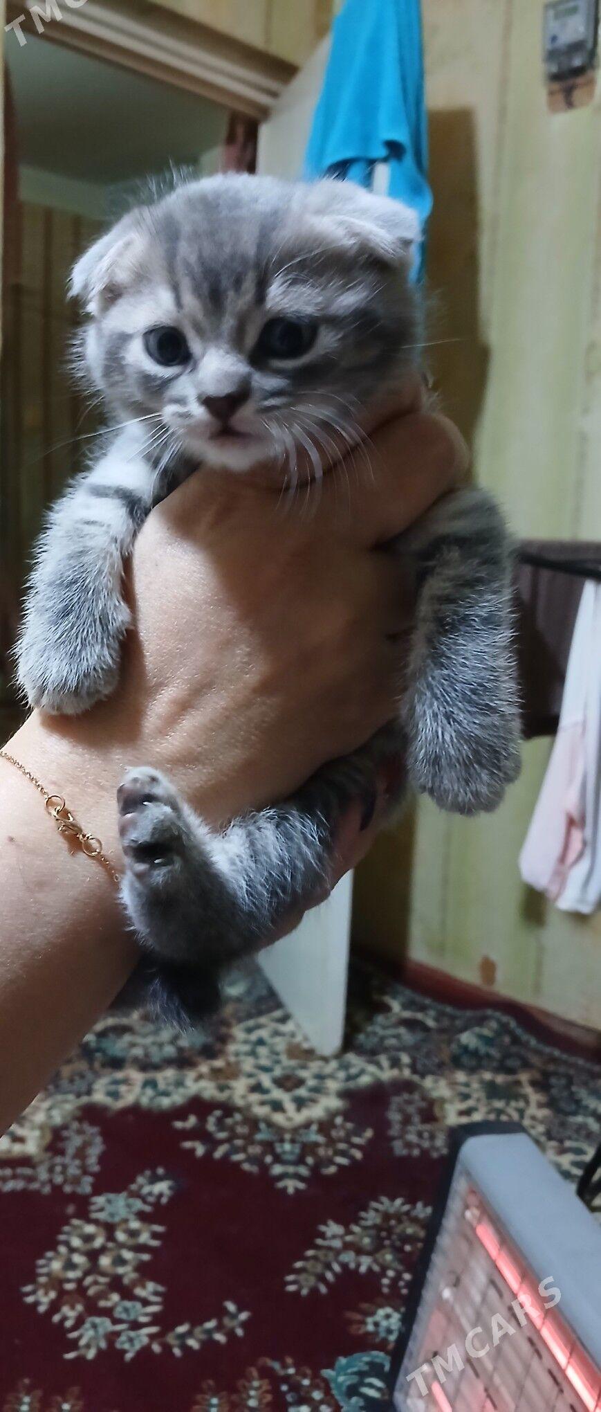 котята - Mary - img 1