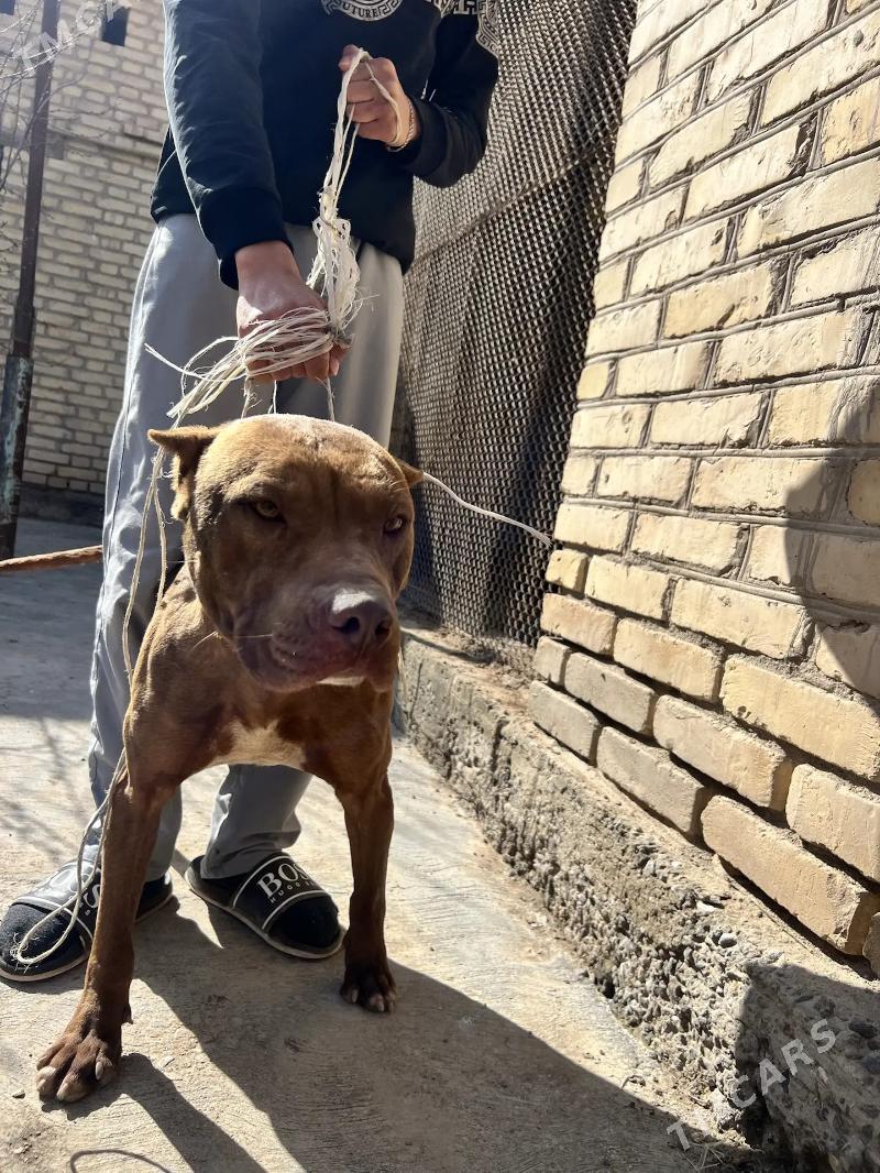 pidbul - Чарджоу - img 1