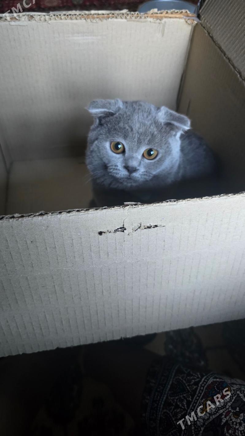 Wislouhiy,Yatyk gulak - Şatlyk - img 1