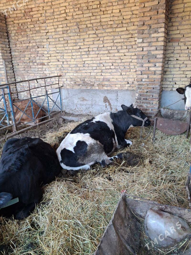 Sygyr bogaz 4sany,3sany gysyr - Türkmenabat - img 1