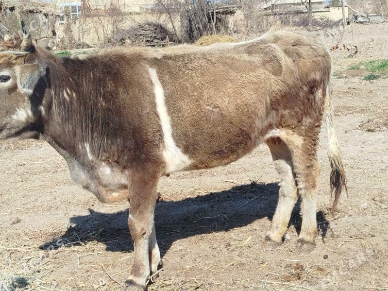 Bir dogan gysyr sygyr - Sakar - img 1