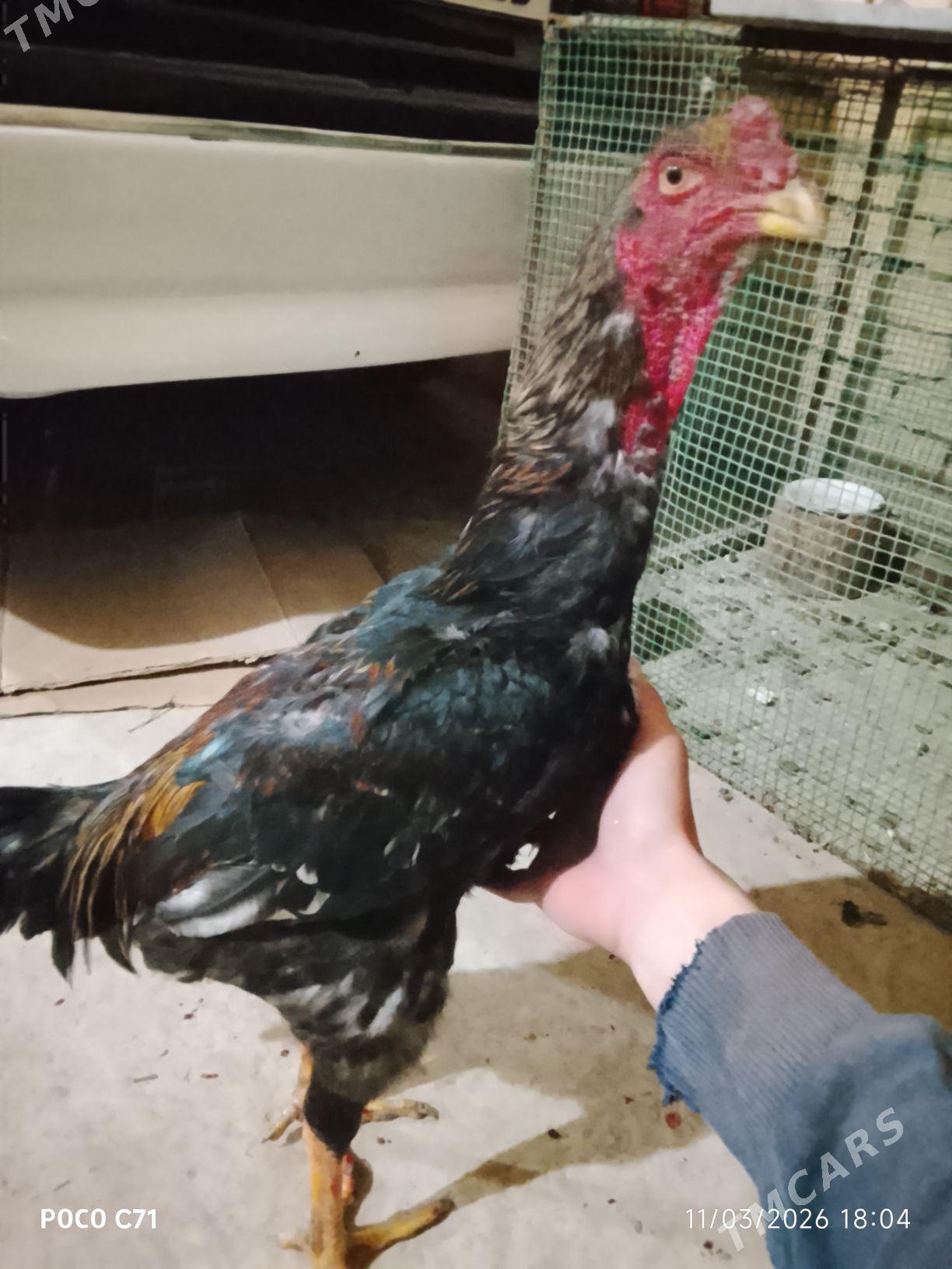 baysok horaz - Чарджоу - img 1