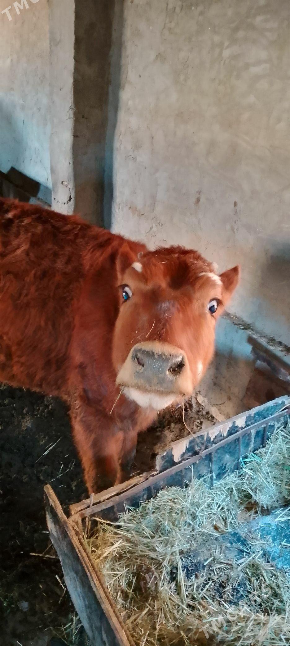 1 Ýasan gulajyn göle - Байрамали - img 1