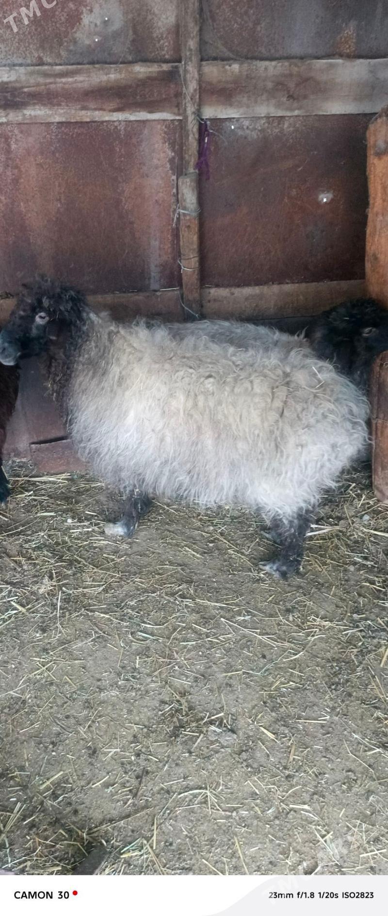 goýyn - Aşgabat - img 1