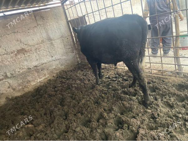 okuz - Bäherden - img 1