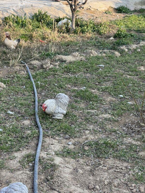 horaz kokilkin - Garadamak - img 1