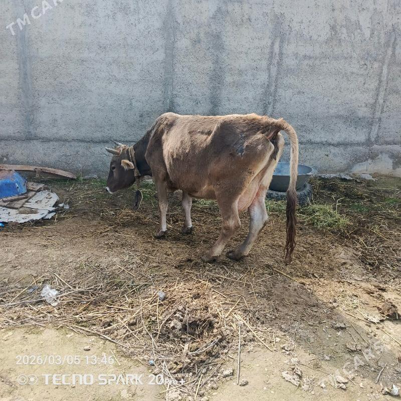 sygyr - Büzmeýin - img 1