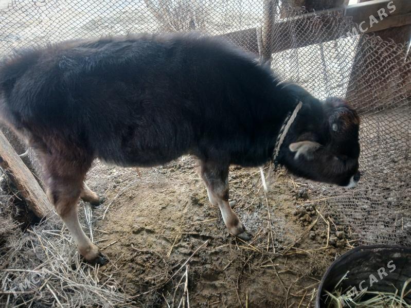 Okuz - Гёкдепе - img 1