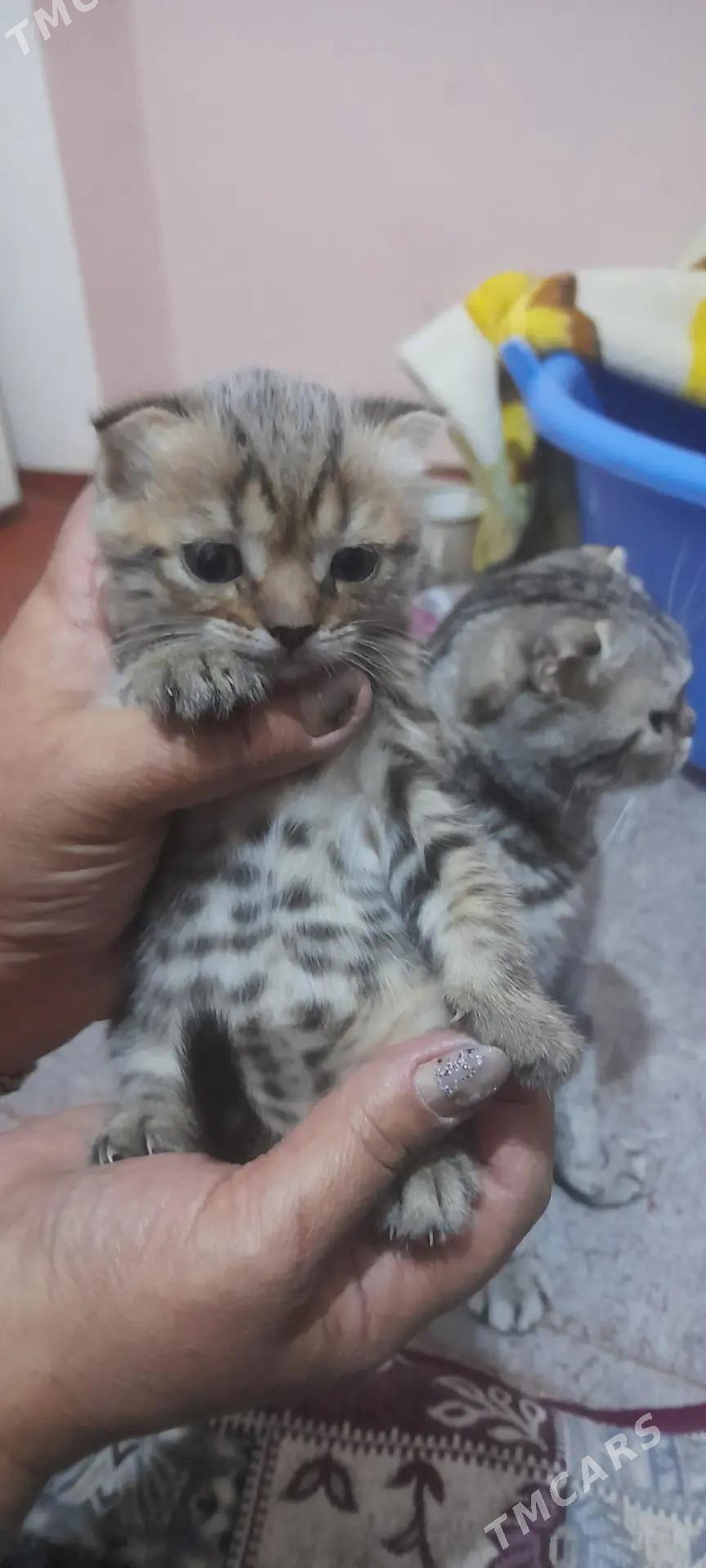 шотландский выслаухи - Mary - img 1