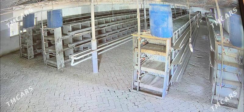 towuk saklanýan kletka - Халач - img 1