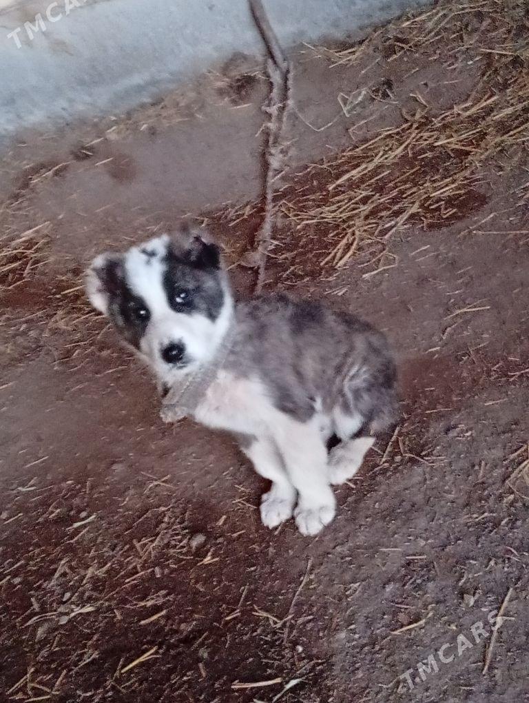 Alabay - Туркменабат - img 1