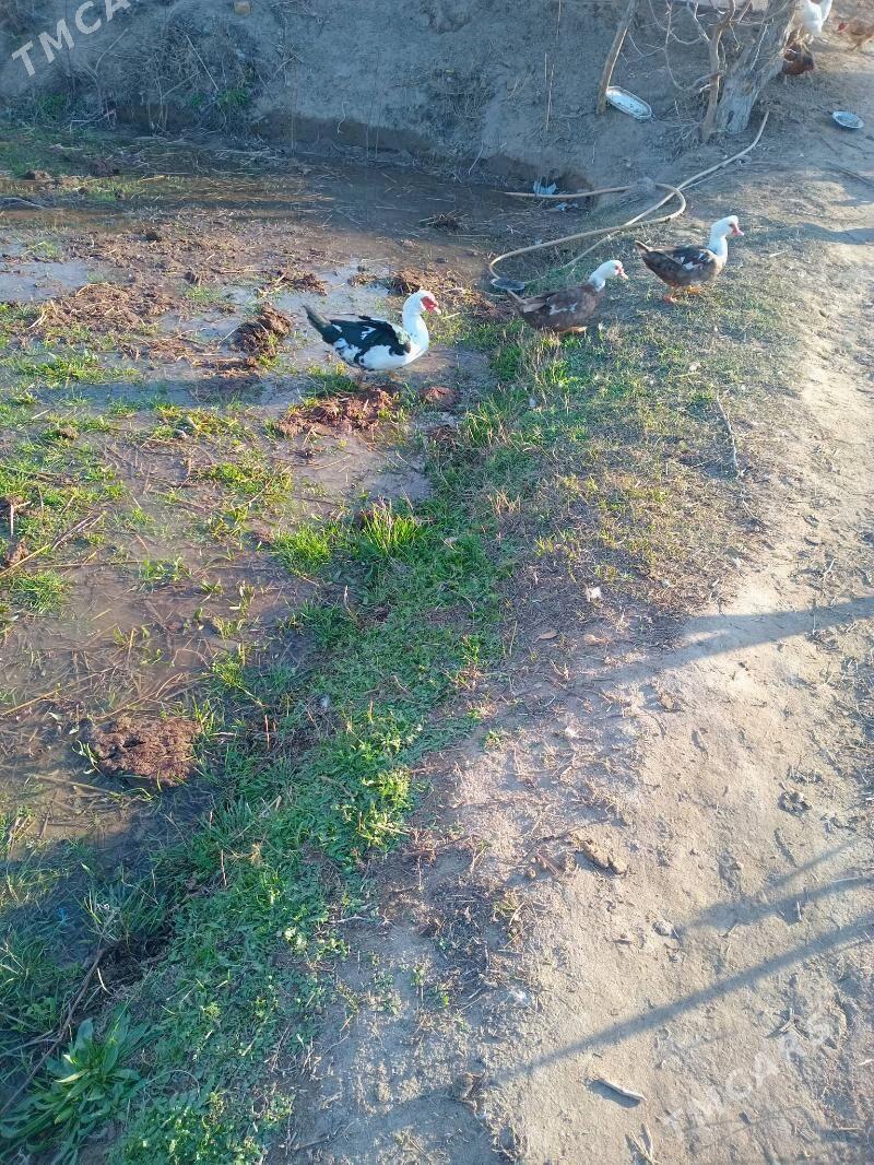 ордек - Фарап - img 1