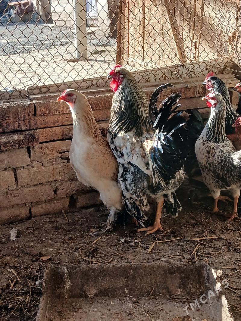 balgar horaz towuk - Кака - img 1