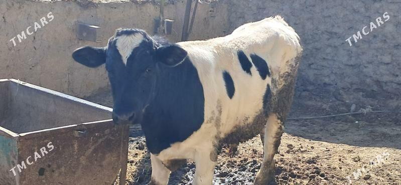 okuz - Бахарден - img 1