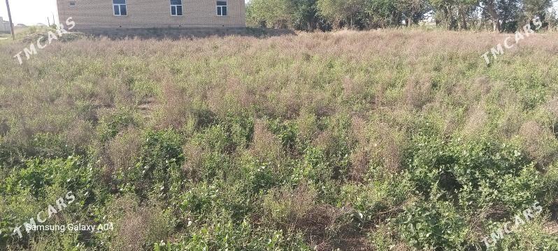 jay - Sakarçäge - img 1