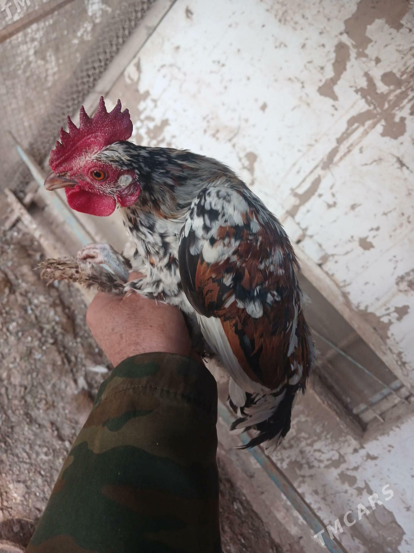 karlik horaz - Мары - img 1