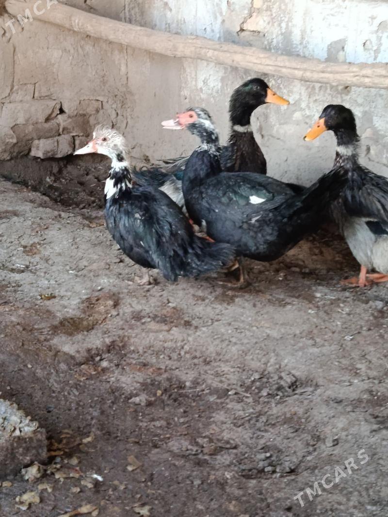 induşka ordek - Şabat etr. - img 1