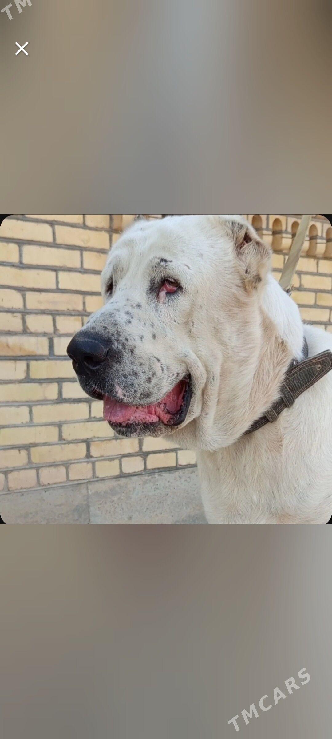 Akhan Lebap Asgabat boldy - Ялкым - img 1