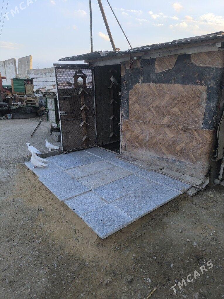 ️Kepderi️Голуби️ - Büzmeýin - img 1