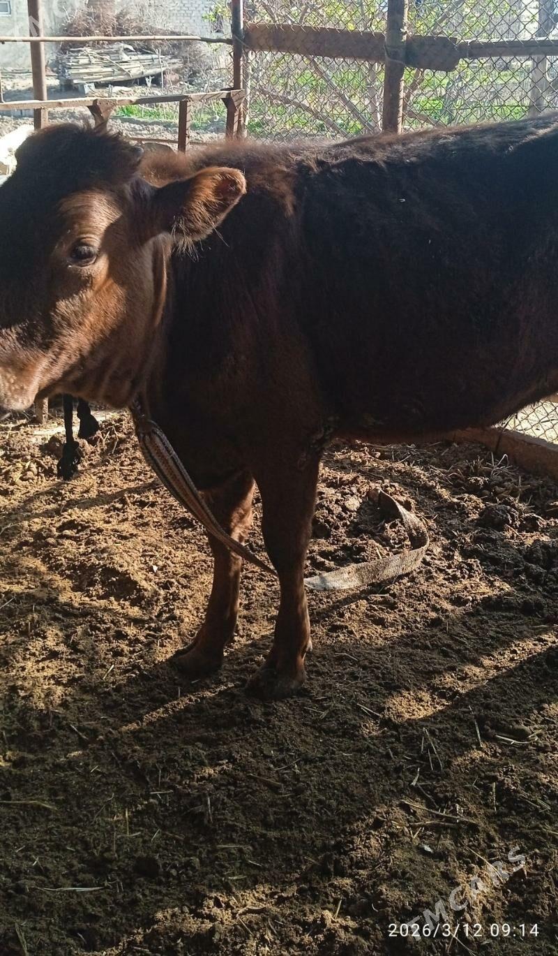 Göle - Мургап - img 1