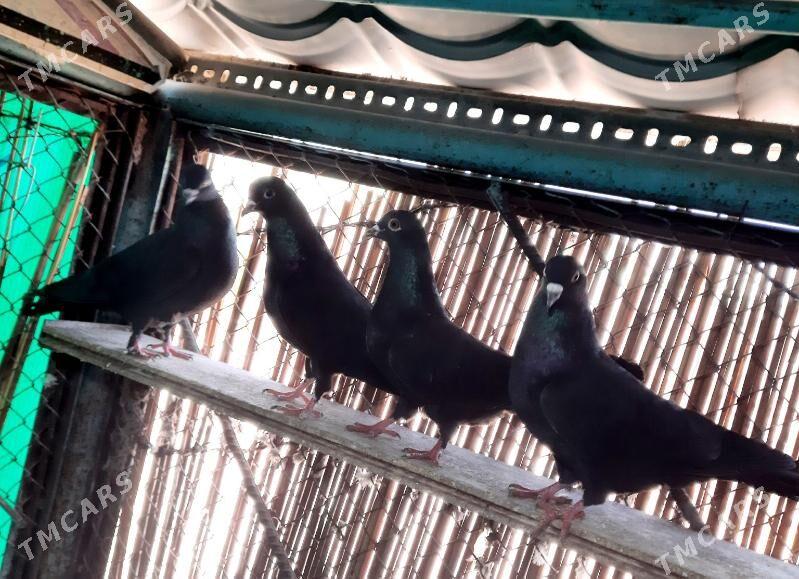 Kepderi .голубь. - Ашхабад - img 1