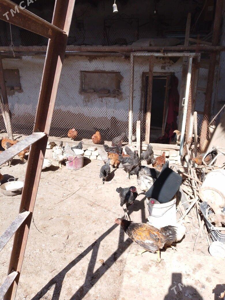 oy towuklary - Дашогуз - img 1