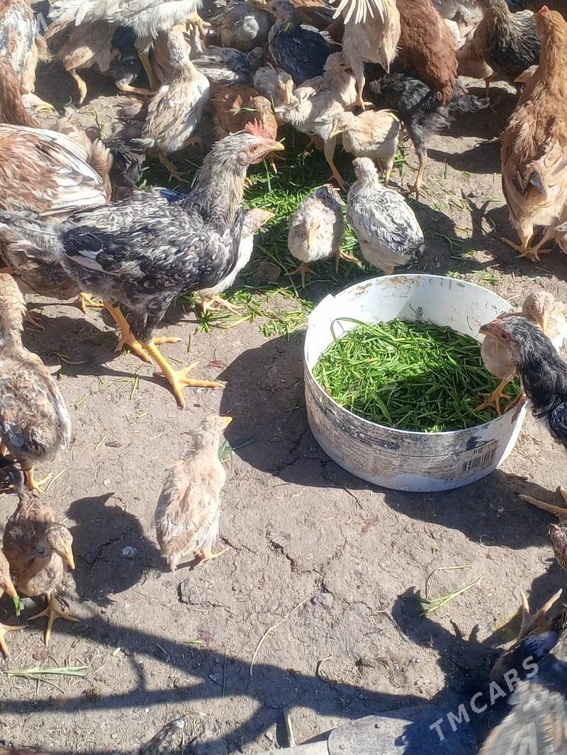 juyje - Анев - img 1