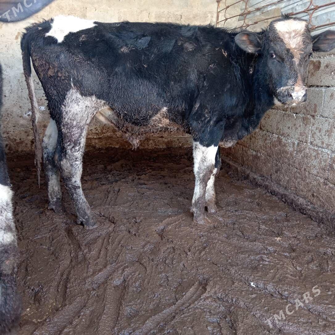 öküz - Aşgabat - img 1