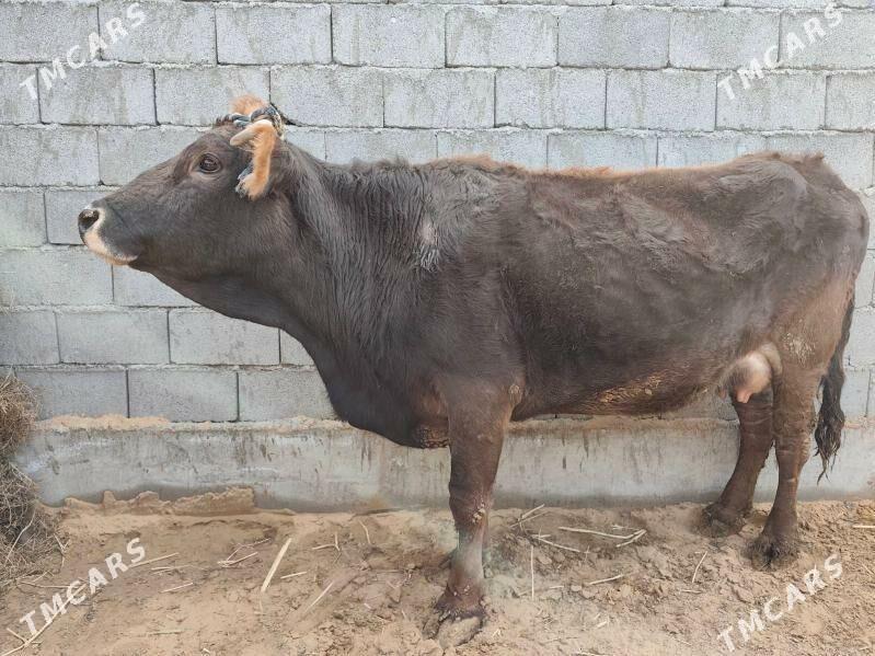 Goleli sygyr sives - Ак-Бугдайский этрап - img 1